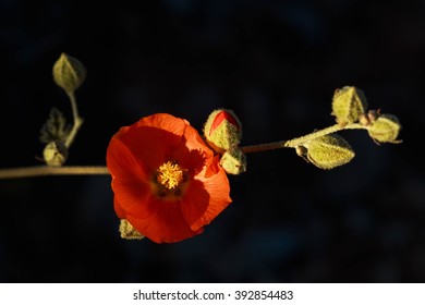 Globe Mallow