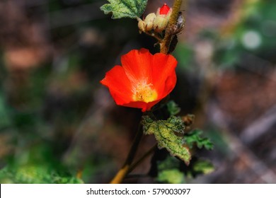 Globe Mallow