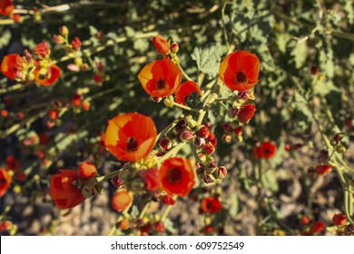 Globe Mallow