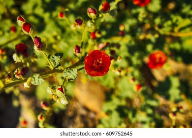 Globe Mallow 