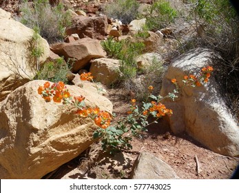 Globe Mallow In The Desert