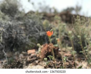 Globe Mallow Wildflower