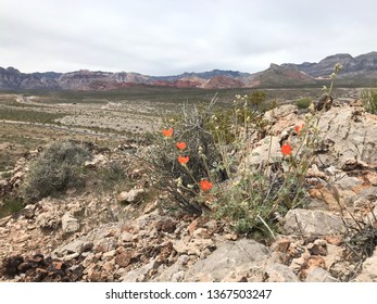 Globe Mallow Wildflower