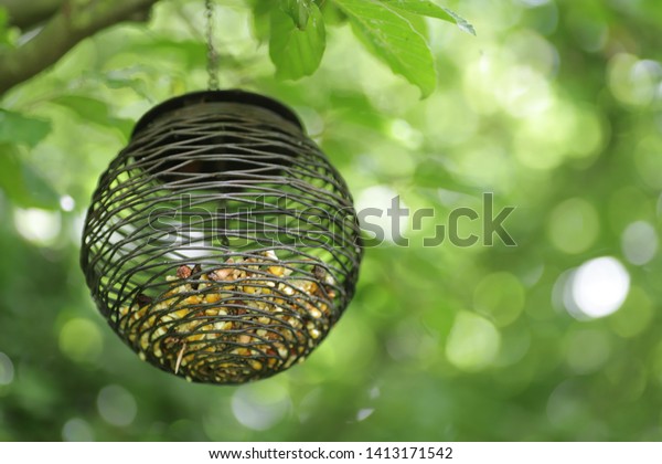 Globe Shaped Wire Bird Feeder Hanging Stock Photo Edit Now