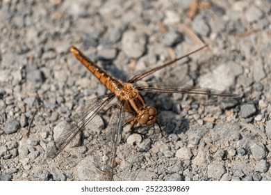 a Globe Skimmer Dragonfly Pantala Flavescens. Close-up view of Skimmer Dragonfly resting on the ground. Slender skimmer, orthetrum sabina, or green Marsh hawk is a species of dragonfly - Powered by Shutterstock