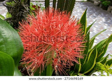 Globe sphere like flower called blood lily or Afrikan blood lily. 