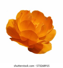 A Globe-flower orange flower isolated on white background