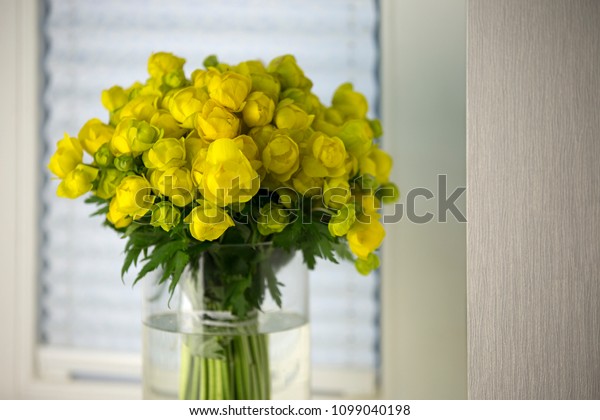 Globeflower Trollius Europaeus Glass Vase By Stock Photo Edit Now