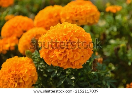 Globular yellow flowers of Tagetes or Marigold close-up in a flower bed in the garden against the background of green grass