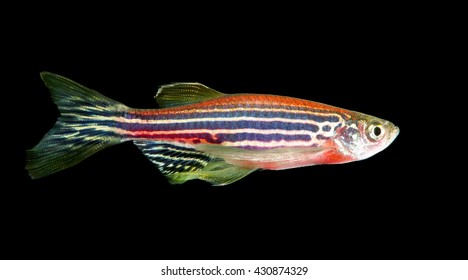 GloFish Zebra Danio  Isolated