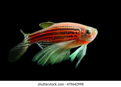 GloFish Zebra Danio Isolated