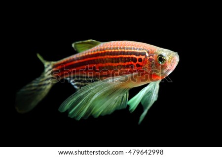 glo fish zebra danio