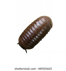 Glomerida , an order of pill-millipede , moving on the ground, Thailand