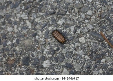 Glomerida,Giant Pill Millipedes On The Road.