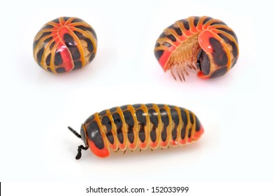 Glomeris marginata. Is a common Asia species of pill millipede