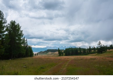 Gloomy alpine landscape with dark green coniferous forest and high snowy mountain range during rain under cloudy sky. Dark atmospheric scenery with conifer forest and large snow mountains in overcast.