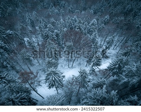 Gloomy atmosphere in the Black Forest on a foggy winter evening