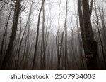 gloomy autumn forest in the fog. dark forest in autumn. gloomy atmosphere. halloween