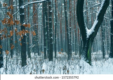Gloomy dark murky winter snowy forest wood trees blue white misty mysterious leaves tree woodland