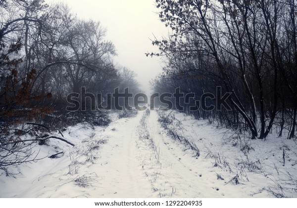 Gloomy foggy landscape with an old rural road.\
Winter came to the southern\
region