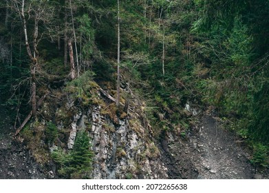 Gloomy Forest Background. Pine Trees Growing On A Cliff. Bare Roots Of Tree Growing At Edge Of Cliff.