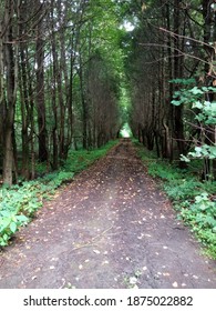 gloomy forest path between the trees