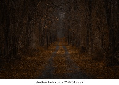 Gloomy Forest Path in Fall or Winter, lined with Trees without Leaves or Foliage, Concept for Loneliness or Grief