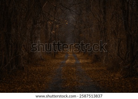 Gloomy Forest Path in Fall or Winter, lined with Trees without Leaves or Foliage, Concept for Loneliness or Grief