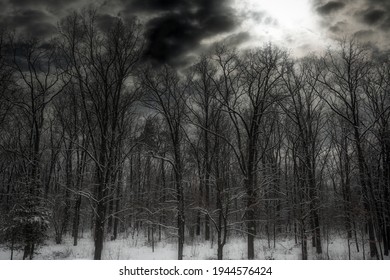 gloomy forest winter landscape at dusk. scaring trees under the snow - Powered by Shutterstock