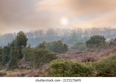 Gloomy landscape with green trees and dry trees in the background. A soft dull blue and golden sky in the background on a quiet sunset or sunrise. Atmospheric forest landscape with small trees. - Shutterstock ID 2172173695
