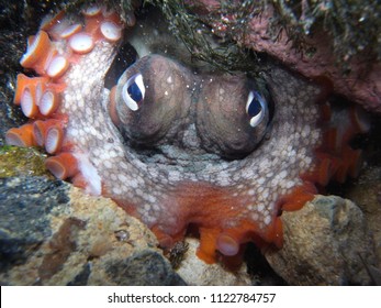 Gloomy Octopus, Octopus tetricus, Common Sydney Octopus in Sydney, Australia