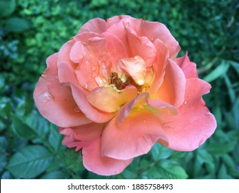 597 Gloria Rose Images, Stock Photos & Vectors | Shutterstock