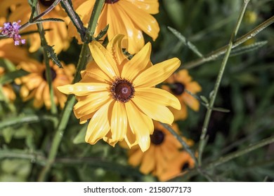 Gloriosa Daisies In The Field