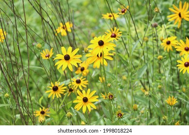 Gloriosa Daisies, Rudbeckia Hirta, Sometimes Called 