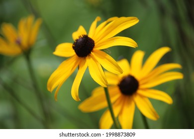 Gloriosa Daisies, Rudbeckia Hirta, Sometimes Called 