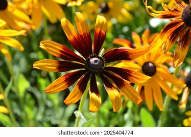 Gloriosa Daisies Are Summer Stunners