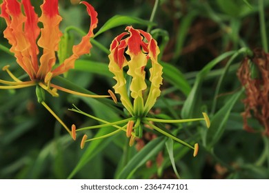 gloriosa flower have latin named gloriosa superba. gloriosa flower from colchicaceae family. gloriosa flower or sungsang has beauty color. this plant grow in the garden - Shutterstock ID 2364747101