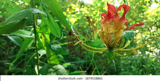 Gloriosa Lily In Least Concern Now. 