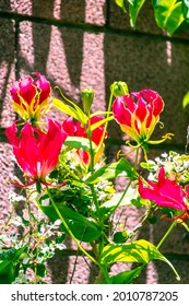 Gloriosa Superba Belongs To The Colchicaceae Family