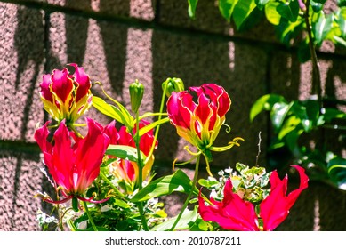 Gloriosa Superba Belongs To The Colchicaceae Family