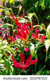 Gloriosa Superba Belongs To The Colchicaceae Family