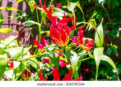 Gloriosa Superba Belongs To The Colchicaceae Family