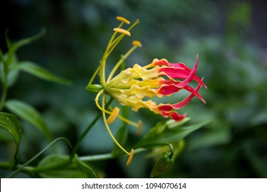 Gloriosa Superba Climbing Lily Climber Spectacular Stock Photo ...