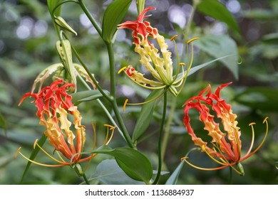 Gloriosa Superba Flame Lily Gloriosa Lily Stock Photo 1136884937 ...