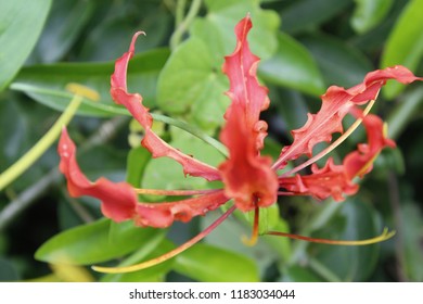 Gloriosa Superba Species Flowering Plant Family Stock Photo 1183034044 ...