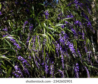 Glorious Australian native creeper Hardenbergia violaceae with deep purple pea shaped flowers glistening after a shower of rain in late winter bloom adds color to the bush and park lands. - Powered by Shutterstock