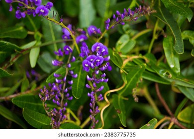 Glorious Australian native creeper Hardenbergia violaceae with deep purple pea shaped flowers in late winter bloom adds color to the bush and park lands with its colorful pea shaped flowers. - Powered by Shutterstock