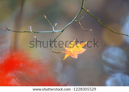 Similar – Herbststreben: Herbstblätter mit Knospe