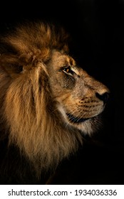 Glorious, mighty lion stoically posing in dark den. Moody portrait lighting.