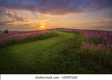 Glorious Morning Of The Road And Beautiful Cosmos Flower Field.